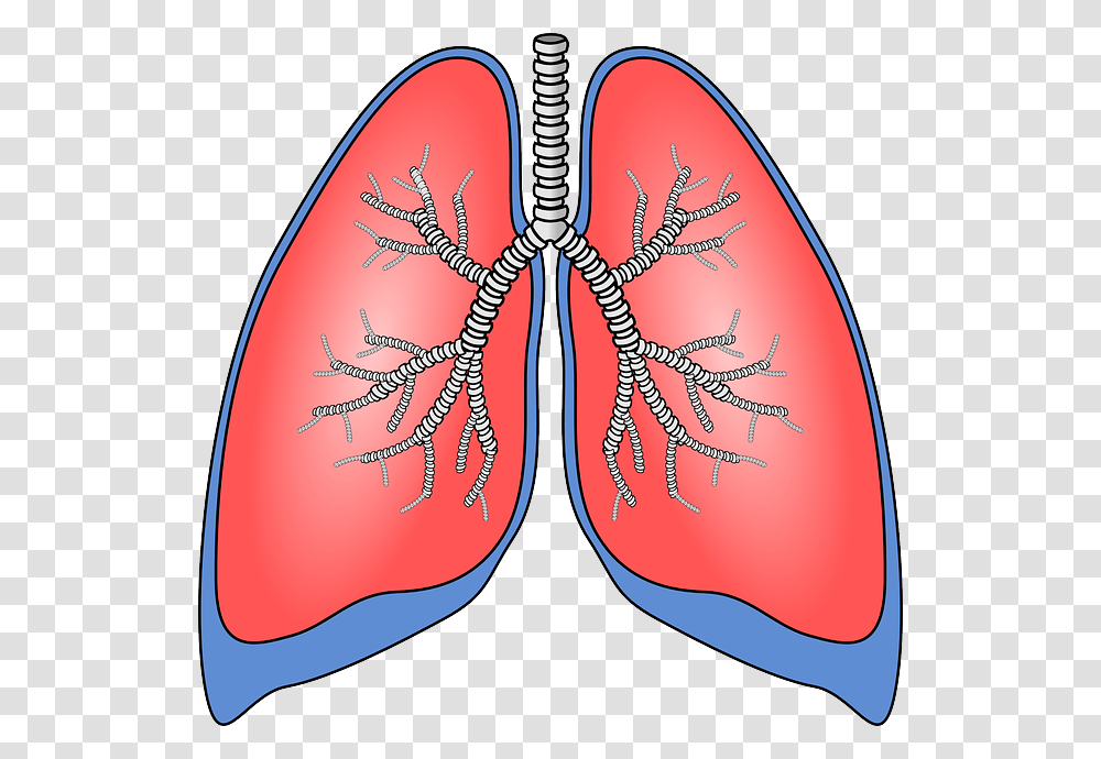 Respiratory Clipart Gallery Images, Pattern, Ornament, Label Transparent Png