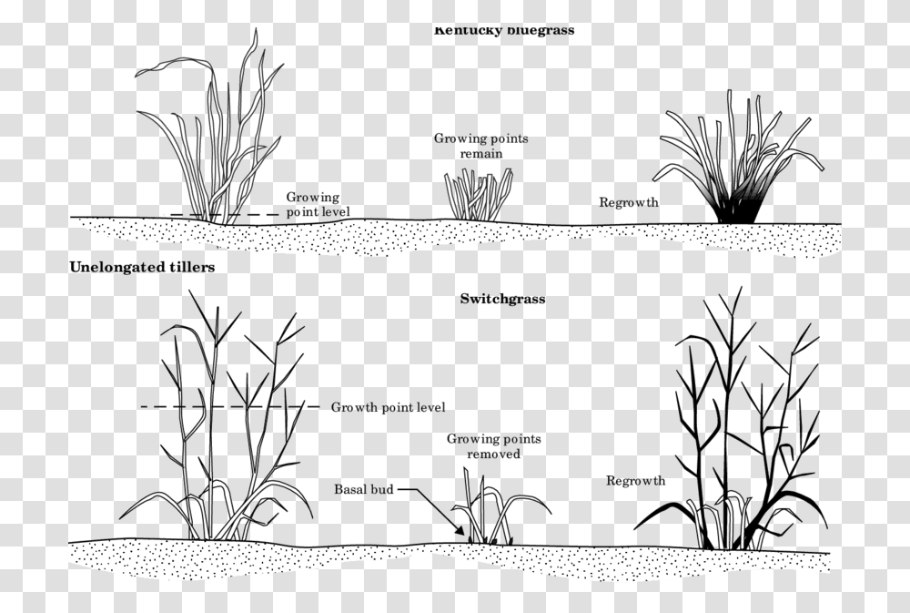 Response Of A Nonjointed Grass Like Kentucky Bluegrass Kentucky Bluegrass Diagram, Nature, Vegetation, Plant, Outdoors Transparent Png