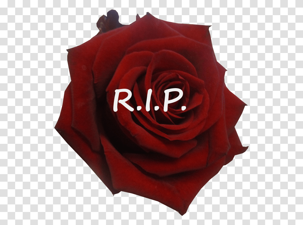Rest In Peace Rose Related Keywords Lovely, Flower, Plant, Blossom Transparent Png