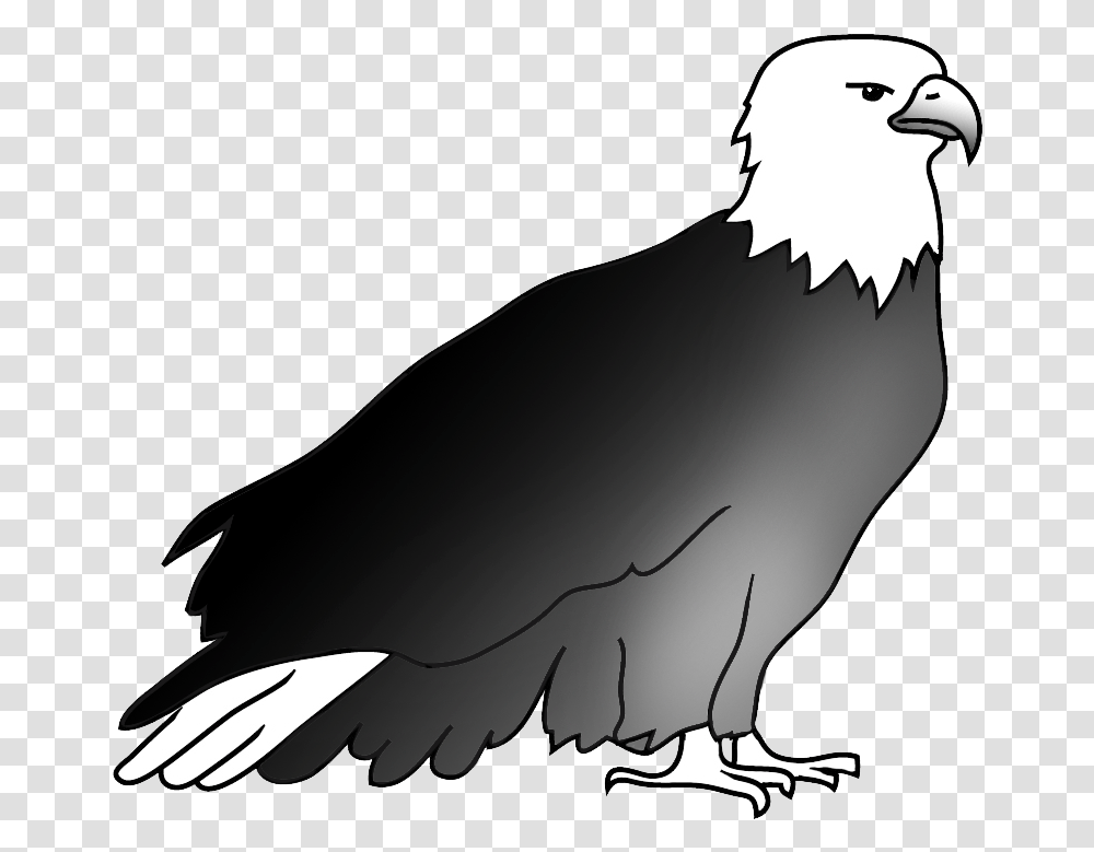 Resting Bald Eagle Drawing Drawing, Vulture, Bird, Animal, Condor Transparent Png