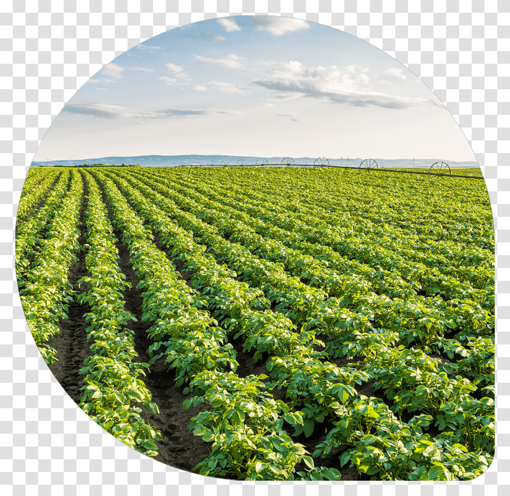 Result Field Potato, Nature, Outdoors, Countryside, Farm Transparent Png