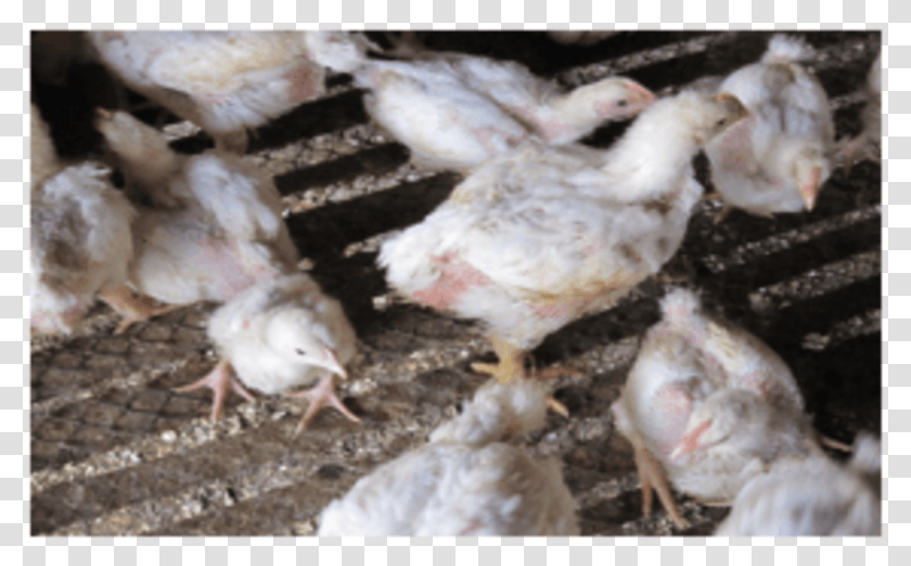 Retarded Growth Related To Ochratoxicosis Chicken, Poultry, Fowl, Bird, Animal Transparent Png
