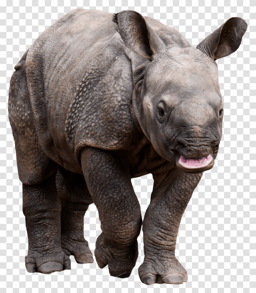 Retarded Rhino Image Rhino Transparent Png