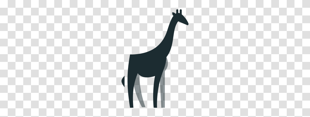 Reticulated Giraffe Sedgwick County Zoo, Silhouette, Dinosaur, Reptile, Animal Transparent Png