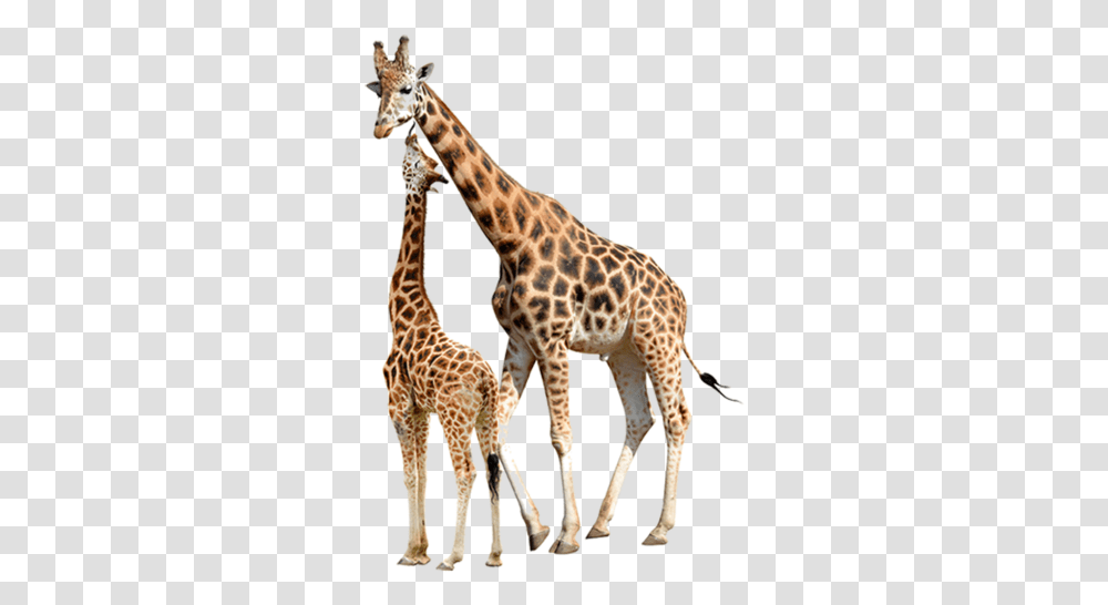 Reticulated Giraffe Stock Photography Baby Giraffes Giraffe Stock, Wildlife, Mammal, Animal Transparent Png