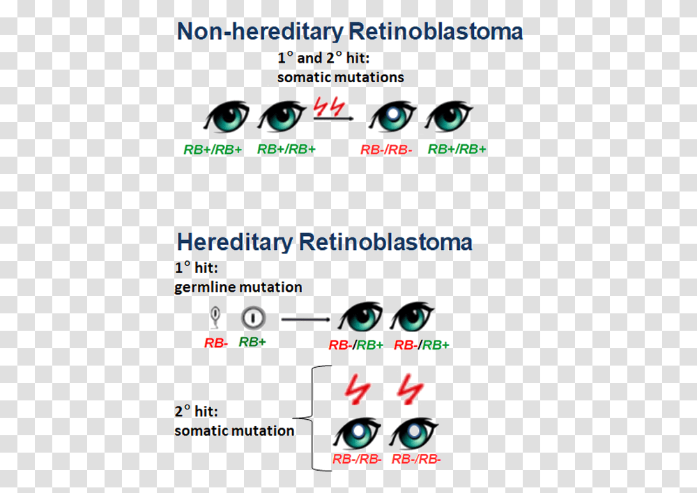 Retinoblastoma Gene, Advertisement, Flyer, Poster Transparent Png