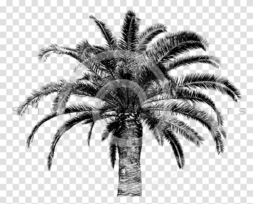 Retro Palm Tree Palm Trees, Spiral, Coil Transparent Png