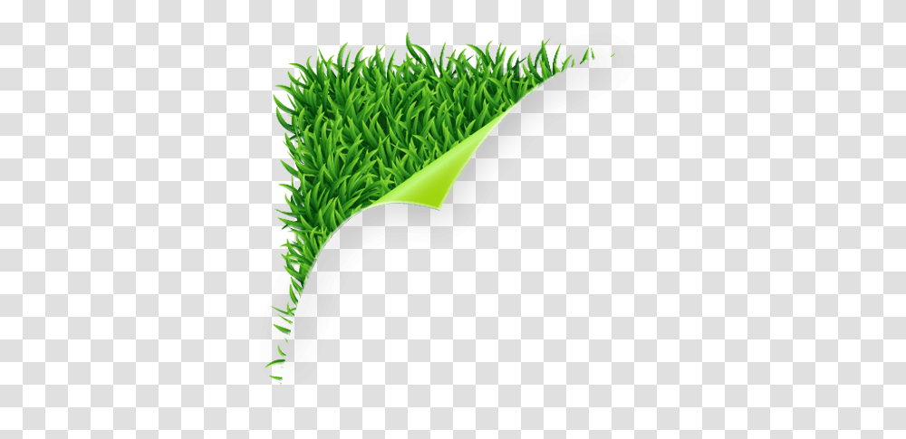 Rettmann Lawn Service, Grass, Plant, Green Transparent Png