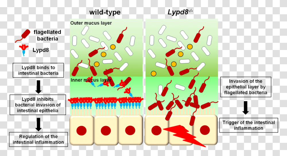 Revealed Mechanism For Inhibiting Bacterial Invasion Ly6 Plaur Domain Containing 8 Protein, Game, Domino Transparent Png
