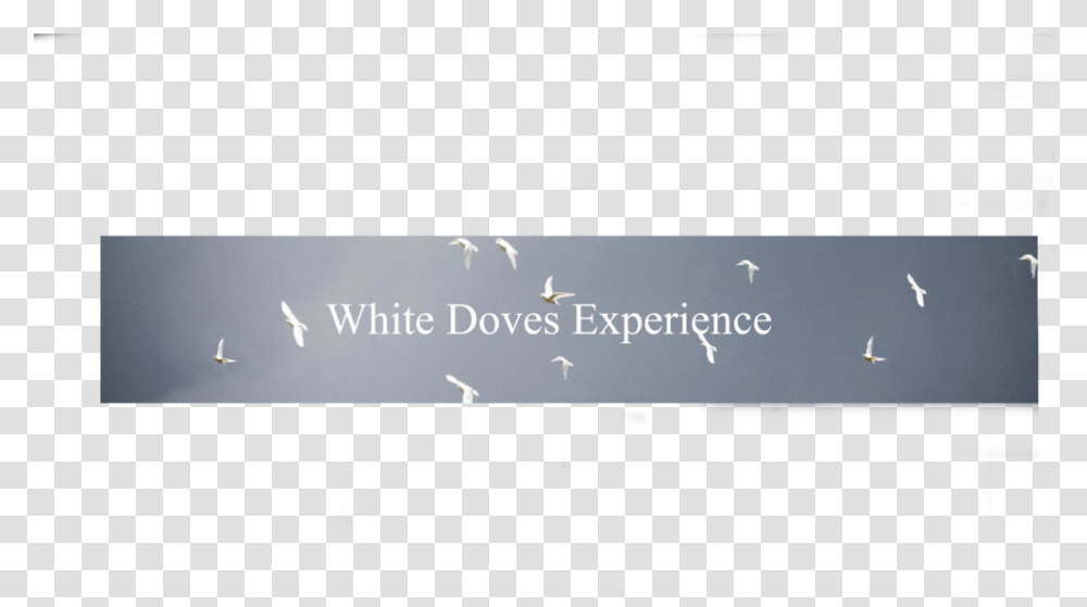 Reviews White Doves Experience Gull, Interior Design, Indoors, Room, Screen Transparent Png