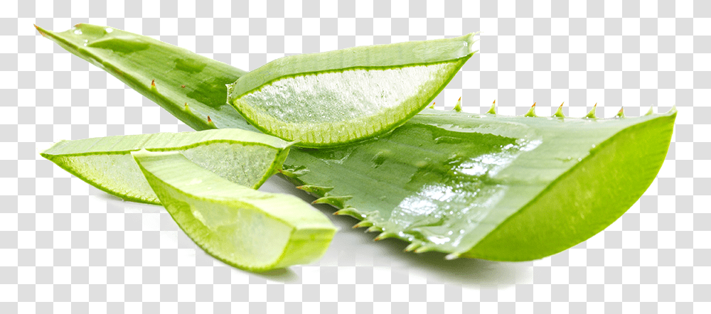 Revit Blue Jeunesse, Aloe, Plant, Leaf, Sliced Transparent Png