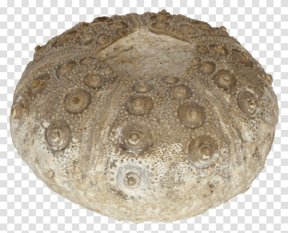 Rhabdocidaris Nobilis Sea Urchin Baked Goods, Fossil, Soil, Archaeology, Fungus Transparent Png