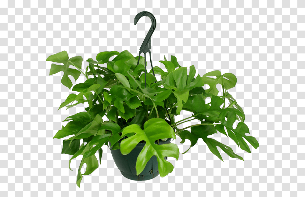 Rhaphidophora Tetrasperma Hanging Basket, Plant, Leaf, Potted Plant, Vase Transparent Png