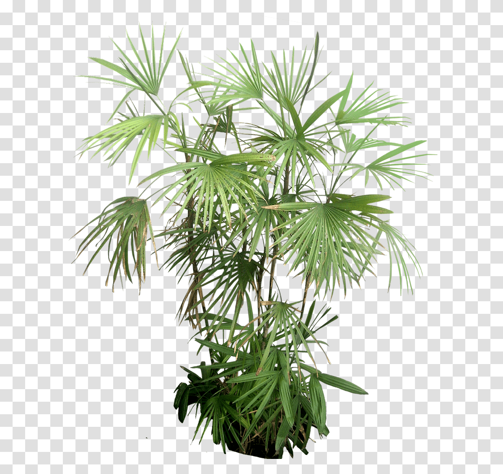 Rhapis Excelsa, Plant, Outdoors, Hemp, Leaf Transparent Png