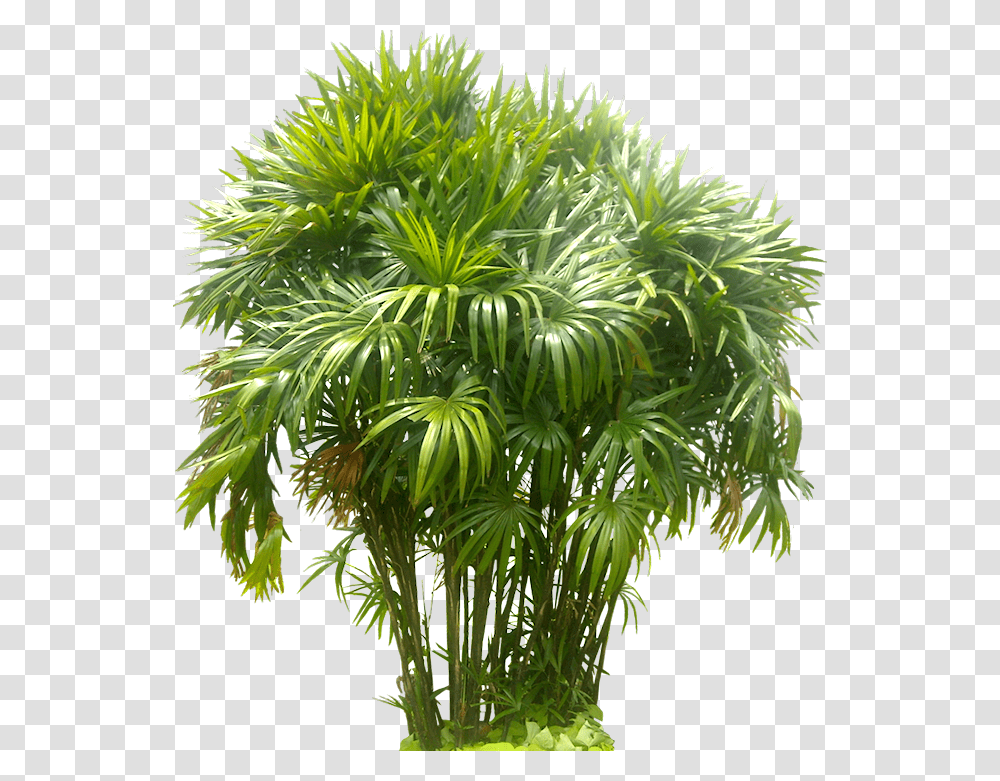 Rhapis Tree Image Background Palm Tree Images, Plant, Leaf, Vegetation, Arecaceae Transparent Png