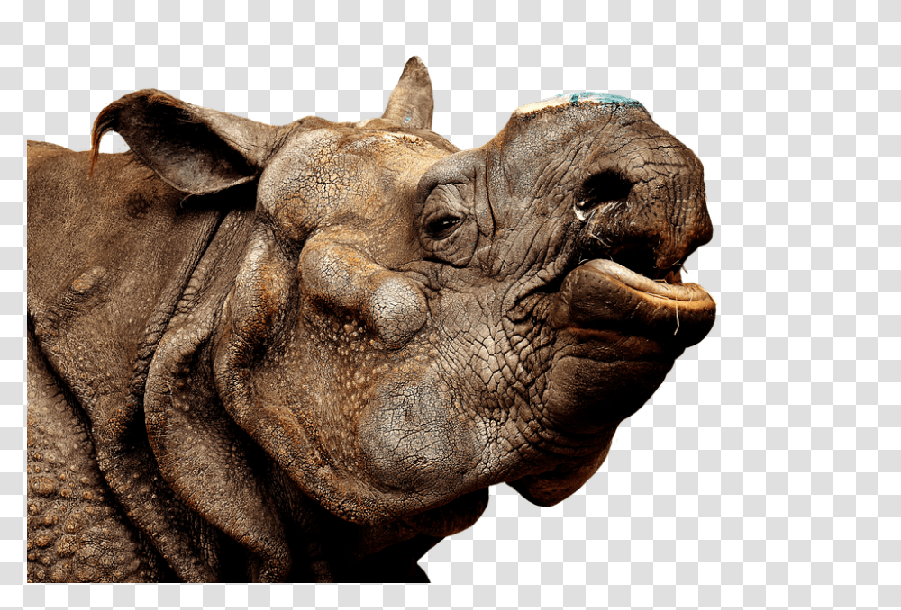 Rhino 960, Animals, Wildlife, Mammal, Elephant Transparent Png