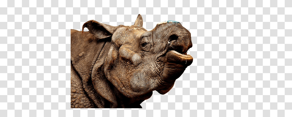 Rhino Animals, Wildlife, Mammal, Elephant Transparent Png