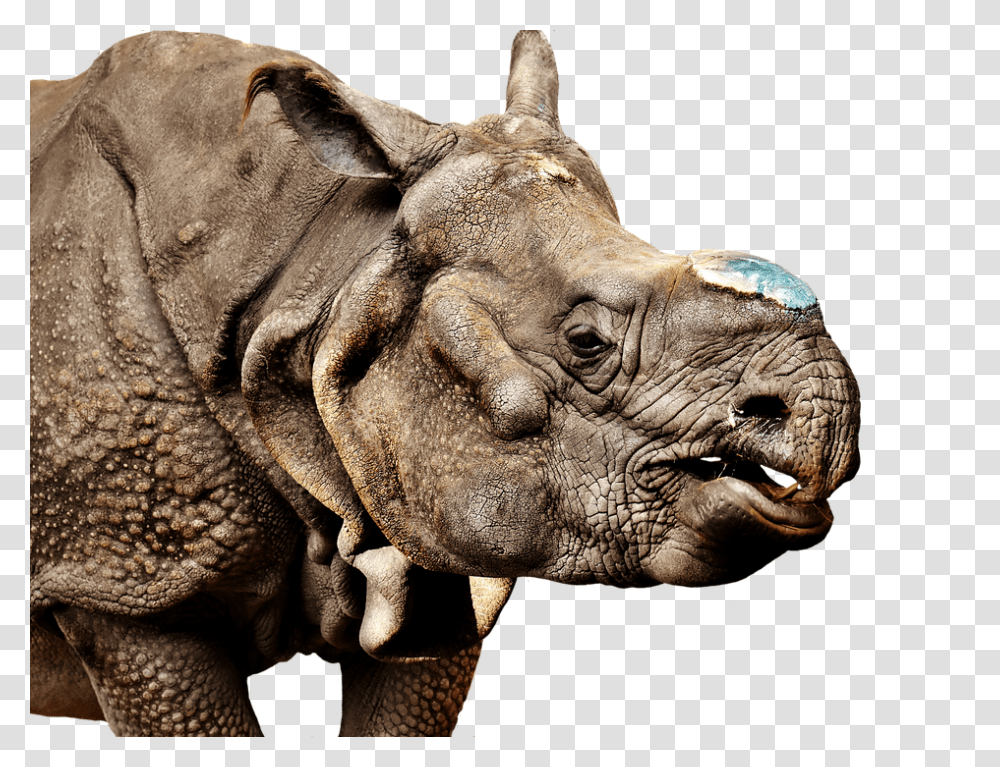 Rhino 960, Animals, Wildlife, Mammal, Elephant Transparent Png
