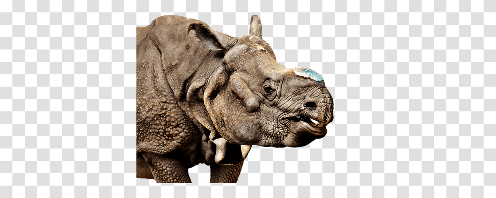 Rhino Animals, Wildlife, Mammal, Elephant Transparent Png