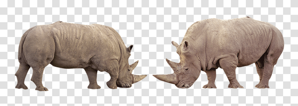 Rhino 960, Animals, Wildlife, Mammal Transparent Png