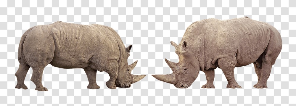 Rhino Nature, Wildlife, Mammal, Animal Transparent Png