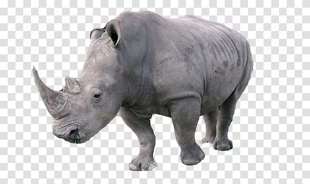 Rhino, Animals, Elephant, Wildlife, Mammal Transparent Png