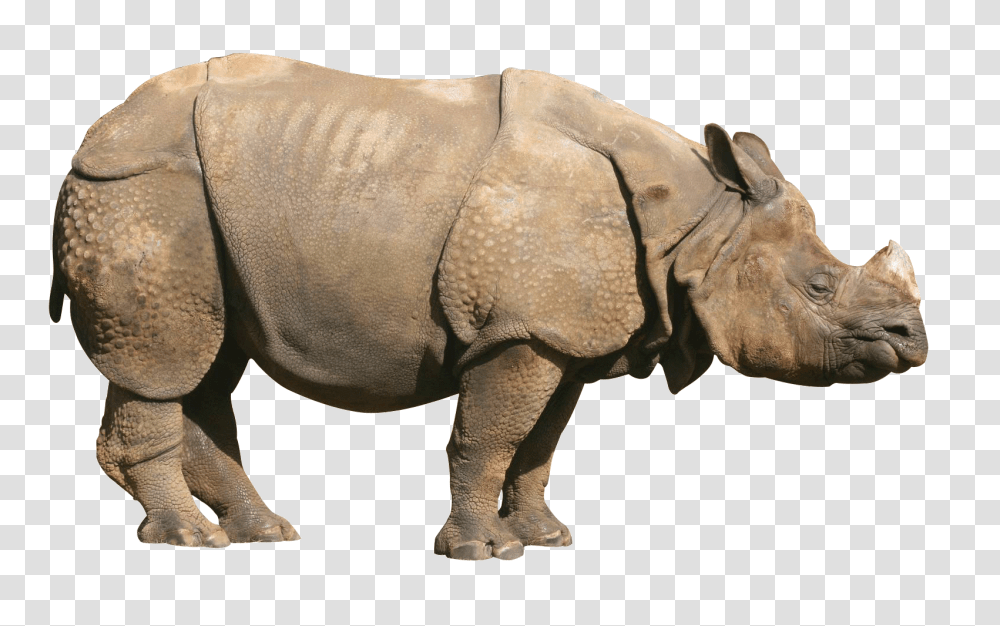 Rhino, Animals, Elephant, Wildlife, Mammal Transparent Png