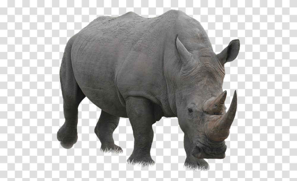 Rhino, Animals, Elephant, Wildlife, Mammal Transparent Png