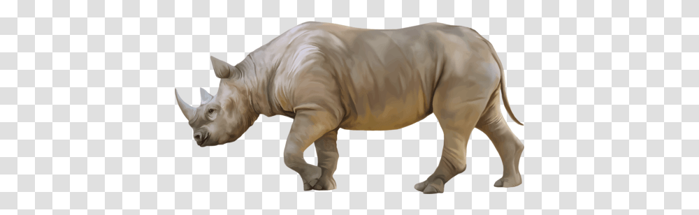 Rhino, Animals, Mammal, Person, Human Transparent Png