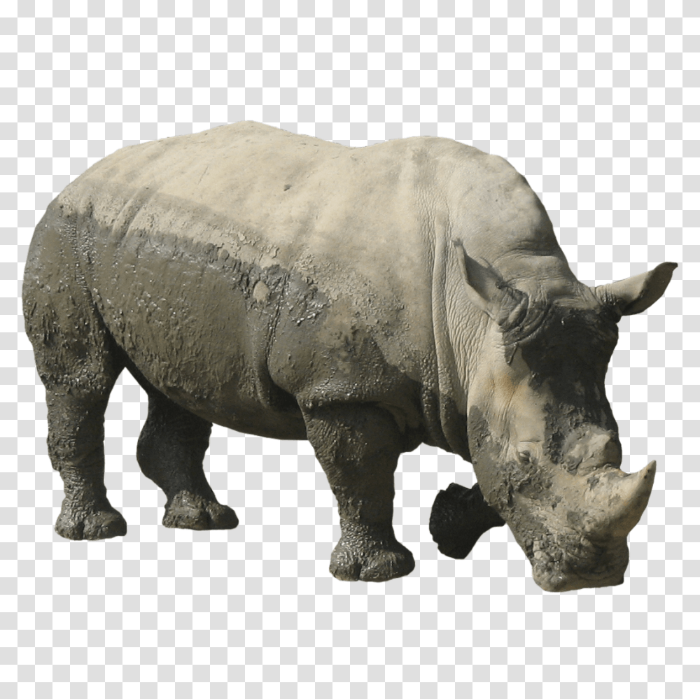 Rhino, Animals, Mammal, Wildlife, Elephant Transparent Png