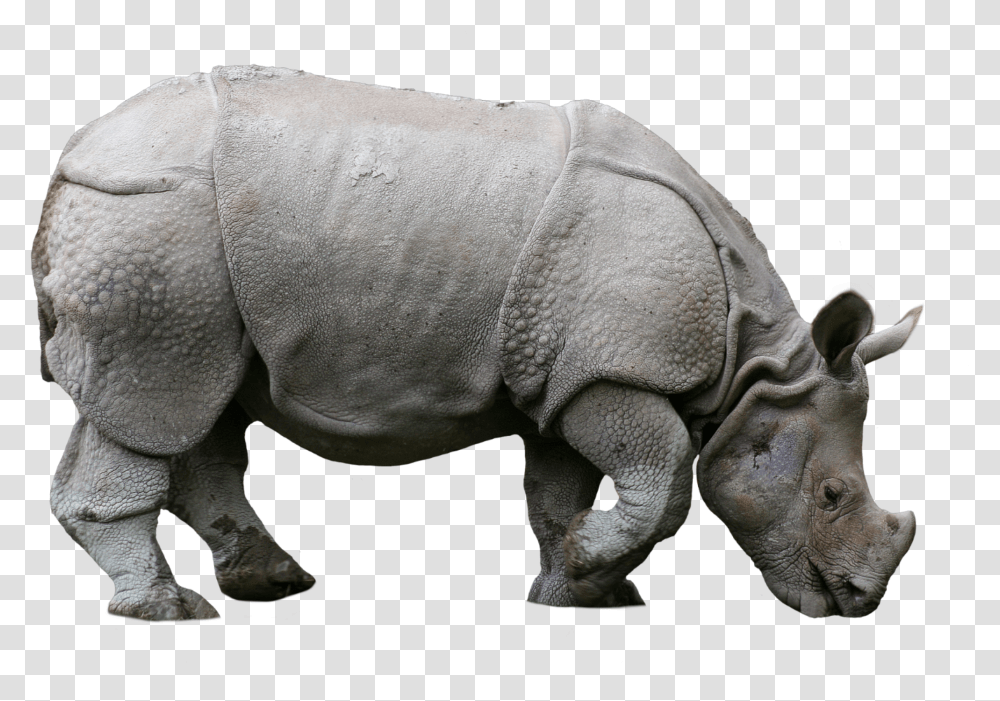 Rhino Animals Nature Sticker By Umit Ercan Indian Rhino, Wildlife, Mammal, Elephant Transparent Png