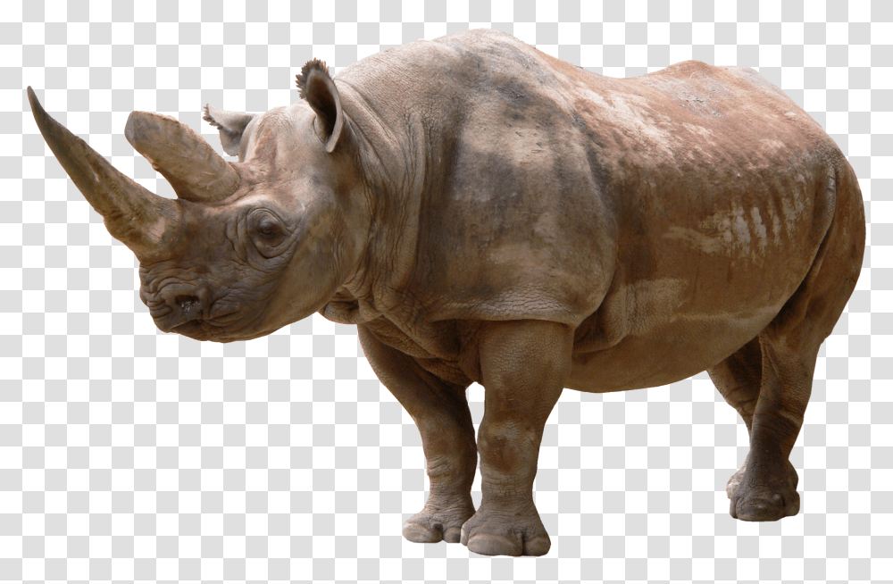 Rhino, Animals Transparent Png