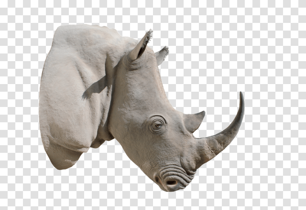 Rhino, Animals, Wildlife, Mammal, Antelope Transparent Png
