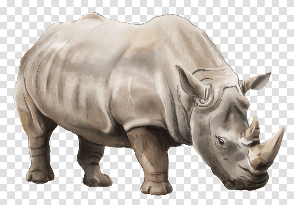 Rhino, Animals, Wildlife, Mammal, Cow Transparent Png