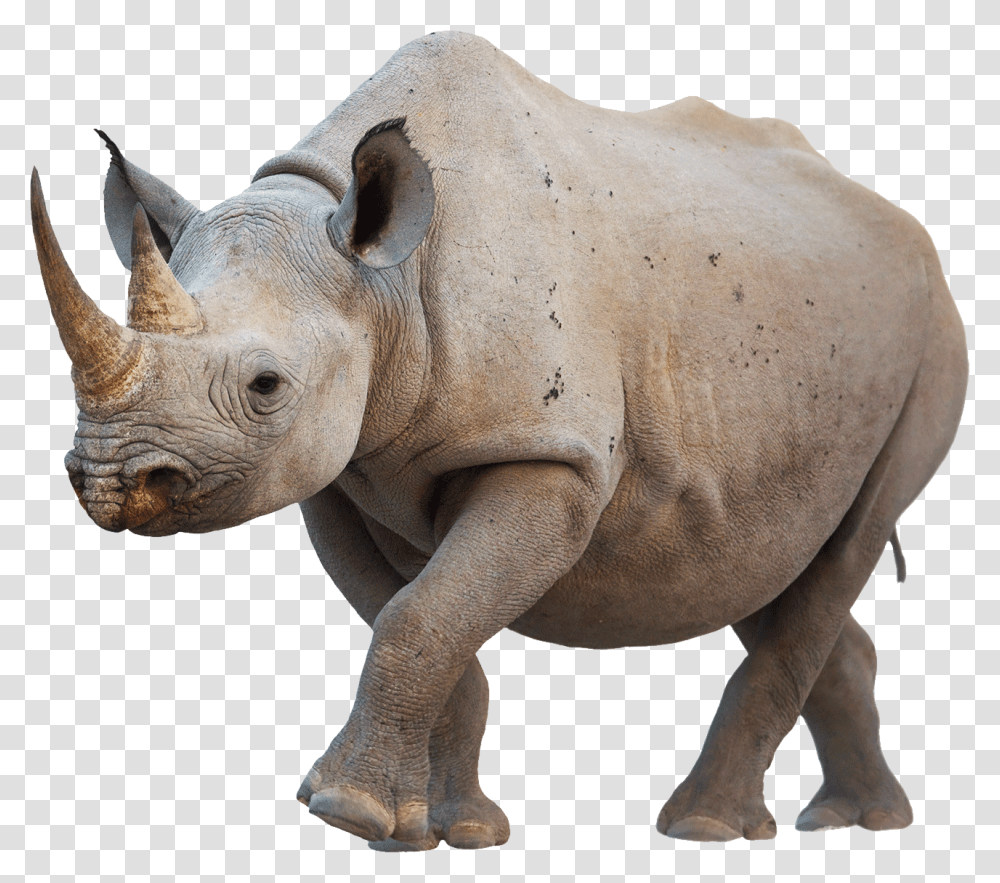 Rhino, Animals, Wildlife, Mammal, Elephant Transparent Png