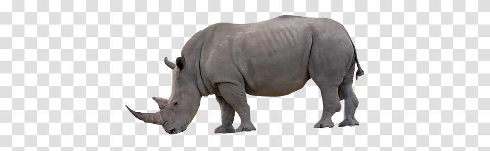 Rhino, Animals, Wildlife, Mammal, Elephant Transparent Png