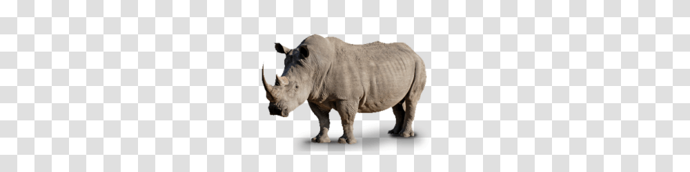 Rhino, Animals, Wildlife, Mammal, Pig Transparent Png