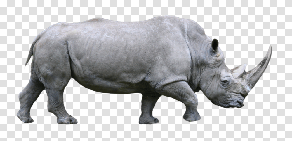 Rhino, Animals, Wildlife, Mammal Transparent Png