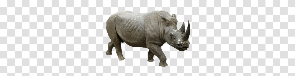 Rhino, Animals, Wildlife, Mammal Transparent Png