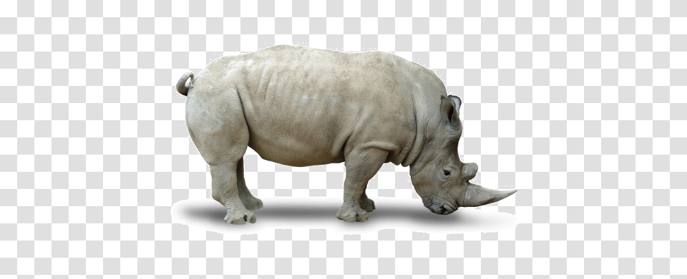 Rhino, Animals, Wildlife, Mammal Transparent Png