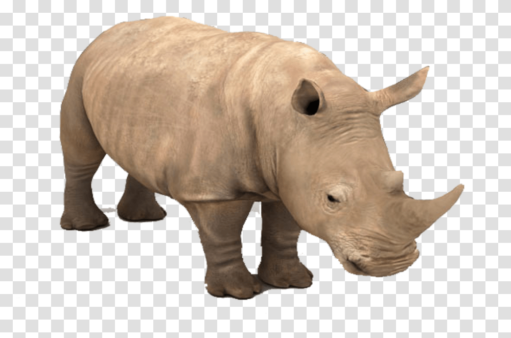 Rhino Background, Pig, Mammal, Animal, Wildlife Transparent Png