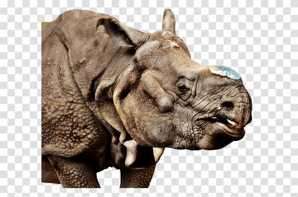 Rhino Background Rhinoceros, Wildlife, Animal, Mammal, Elephant Transparent Png