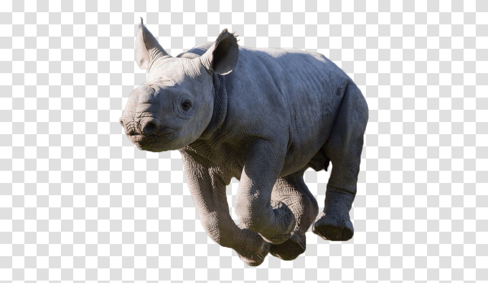 Rhino Black Rhinoceros, Elephant, Wildlife, Mammal, Animal Transparent Png