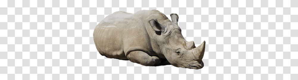 Rhino Cartoon Clipart Rhino, Wildlife, Mammal, Animal Transparent Png