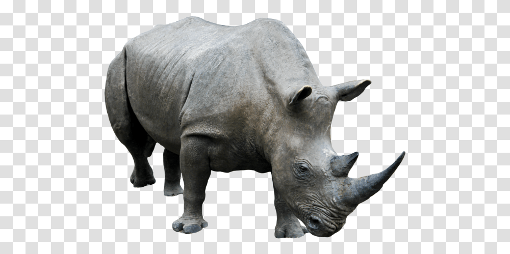 Rhino Clipart Rhino, Wildlife, Mammal, Animal, Elephant Transparent Png