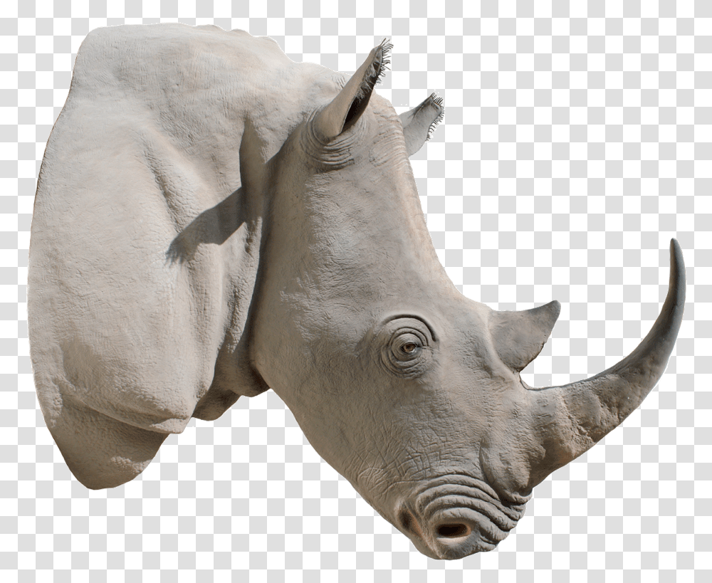 Rhino File Rhino Horn, Wildlife, Mammal, Animal, Horse Transparent Png