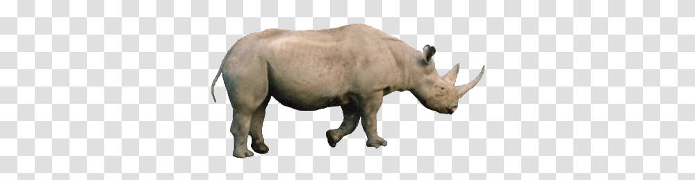 Rhino For Android Faendir, Pig, Mammal, Animal, Wildlife Transparent Png