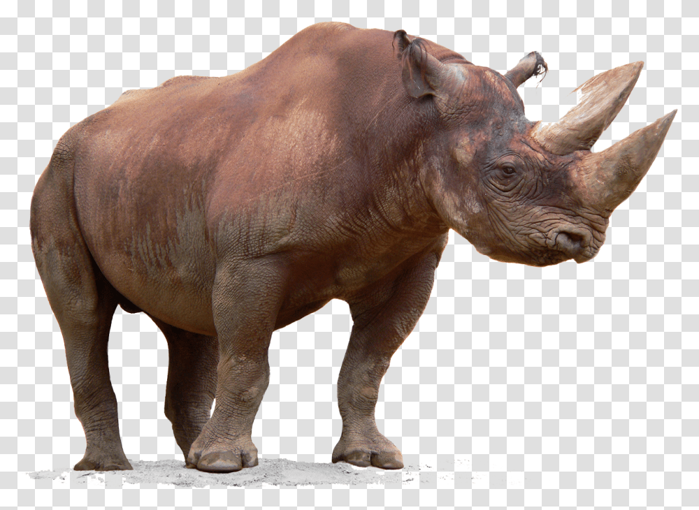 Rhino Free Download Rhinoceros, Wildlife, Mammal, Animal, Elephant Transparent Png