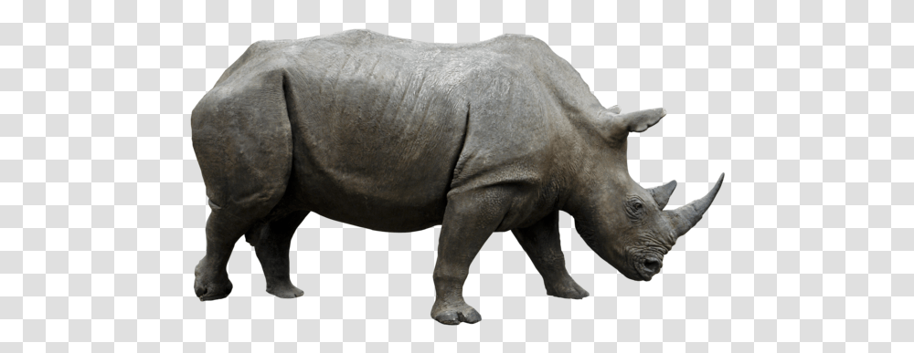 Rhino Image Collections Are Rhino, Elephant, Wildlife, Mammal, Animal Transparent Png