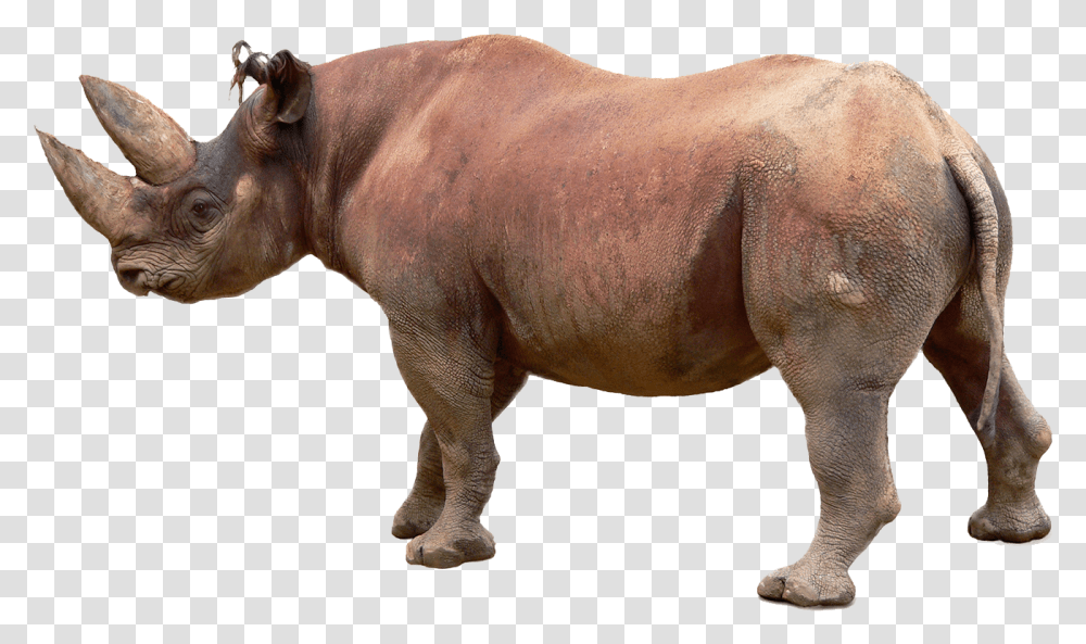 Rhino Image File Black Rhino White Background, Mammal, Animal, Elephant, Wildlife Transparent Png